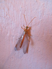 Nymphes