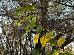 Populus × acuminata
