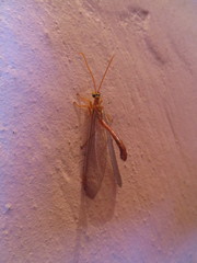 Nymphes
