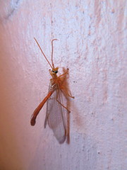 Nymphes