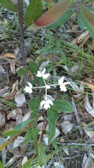 Xanthosia atkinsoniana