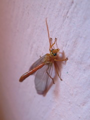 Nymphes