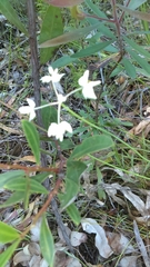 Xanthosia atkinsoniana