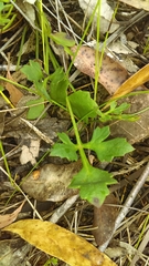 Xanthosia atkinsoniana