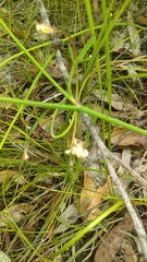 Xanthosia atkinsoniana