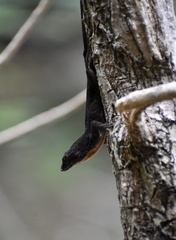 Anolis jubar oriens