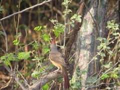 Cardinalis phoeniceus