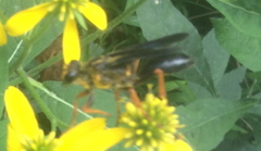 Sphex flavovestitus