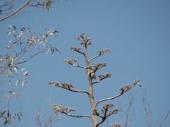 Melanerpes aurifrons