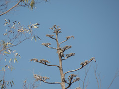 Melanerpes aurifrons