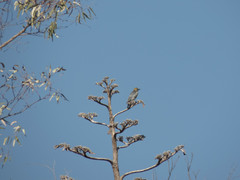 Melanerpes aurifrons