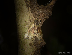 Tamba conscripta