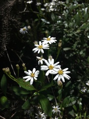 Olearia elliptica