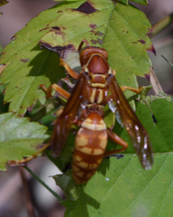 Polistes apachus texanus