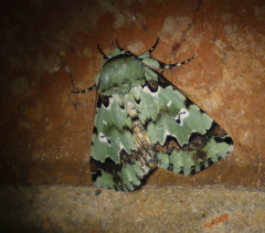 Pansemna beryllodes