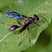 Isodontia auripes - Photo (c) Tracey Fandre,  זכויות יוצרים חלקיות (CC BY-NC-ND), הועלה על ידי Tracey Fandre