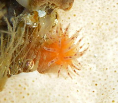 Cactosoma arenaria image