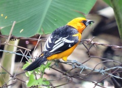 Icterus gularis