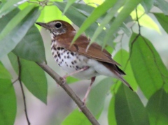 Hylocichla mustelina