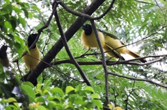 Cyanocorax yncas