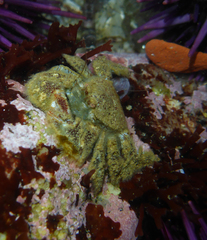 Hapalogaster cavicauda