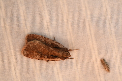 Eueretagrotis attentus