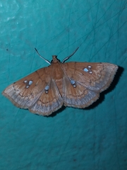 Cacographis osteolalis