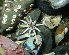 Halcampa decemtentaculata