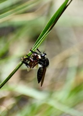 Mallophora macquartii