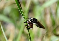 Mallophora macquartii