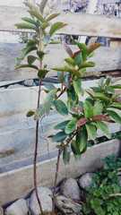 Psidium guineense
