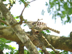 Campylorhynchus nuchalis
