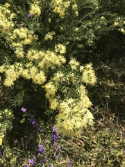 Leionema phylicifolium