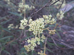 Astrotricha ledifolia