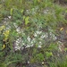 Gypsophila davurica - Photo (c) Daba,  זכויות יוצרים חלקיות (CC BY-NC), הועלה על ידי Daba