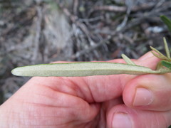 Astrotricha ledifolia