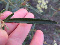 Astrotricha ledifolia