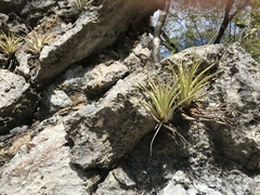 Tillandsia fasciculata
