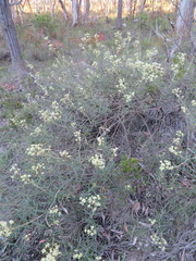 Astrotricha ledifolia