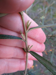 Astrotricha ledifolia