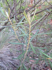 Astrotricha ledifolia