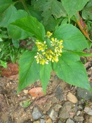 Schistocarpha eupatorioides