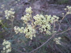 Astrotricha ledifolia