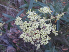 Astrotricha ledifolia