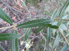 Astrotricha ledifolia