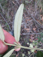 Astrotricha ledifolia