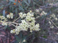 Astrotricha ledifolia