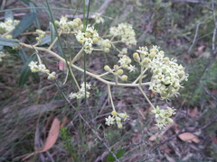 Astrotricha ledifolia