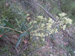 Astrotricha ledifolia