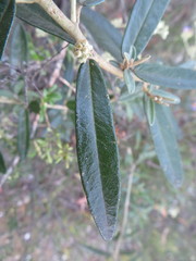 Astrotricha ledifolia